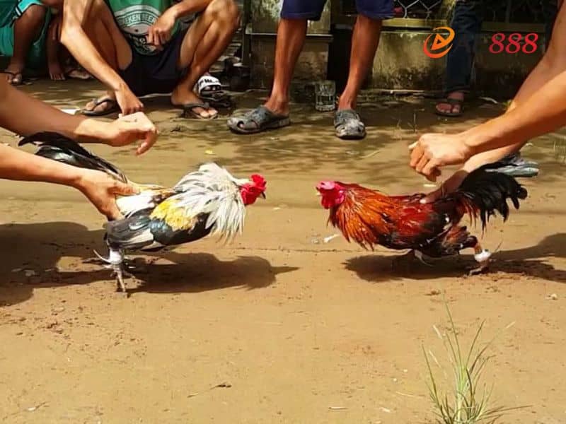Hướng dẫn chi tiết cách xem ngày đá cho gà bông chính xác Hướng dẫn chi tiết cách xem ngày đá cho gà bông chính xác