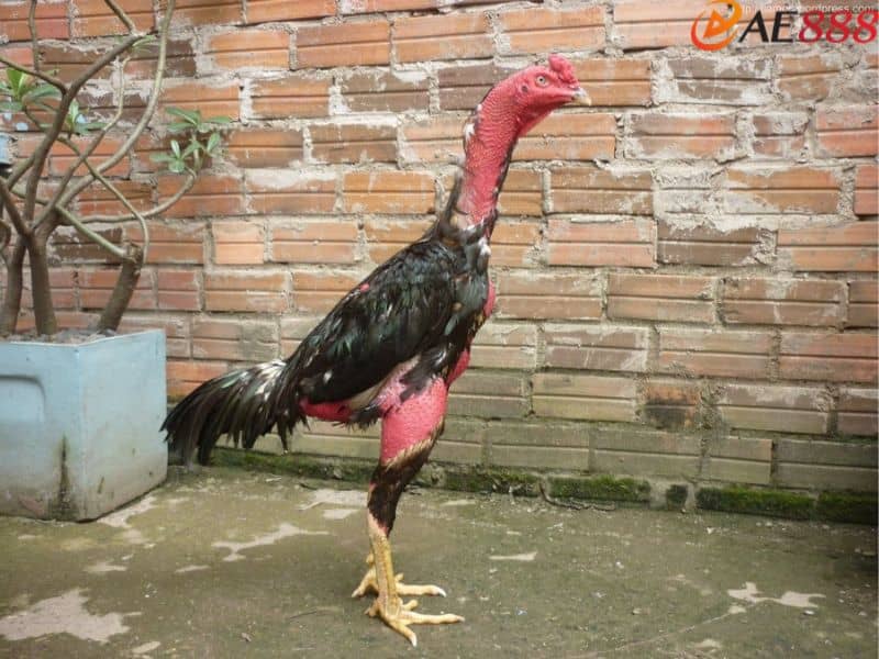 Kiểm tra kỹ tình trạng sức khỏe trước khi mua giống vảy gà khai hậu Kiểm tra kỹ tình trạng sức khỏe trước khi mua giống vảy gà khai hậu