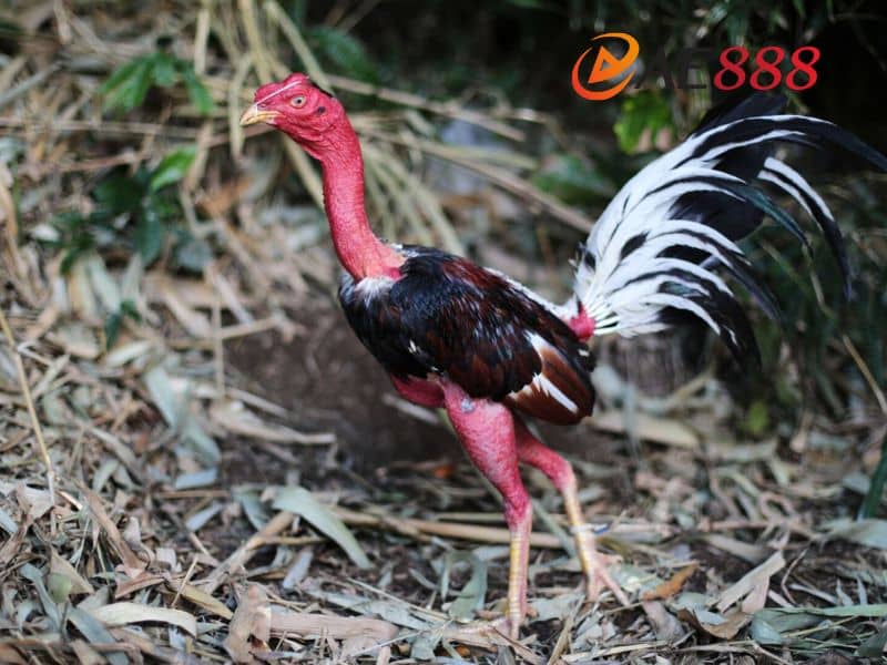 Kinh nghiệm xem ngày đá gà phù hợp nhất Kinh nghiệm xem ngày đá gà phù hợp nhất