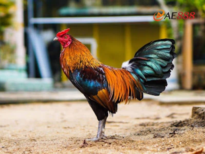Lựa chọn ngày đá gà tốt giúp cho chiến kê tăng thêm phần may mắn Lựa chọn ngày đá gà tốt giúp cho chiến kê tăng thêm phần may mắn