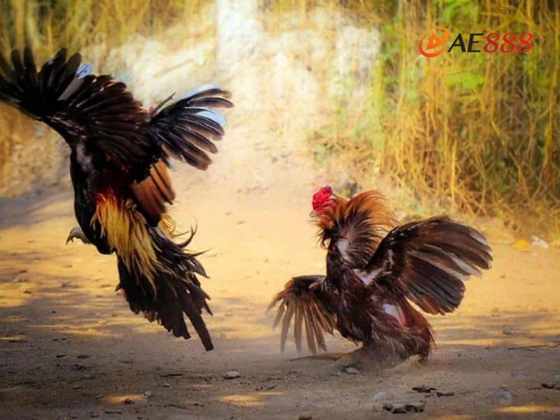 Một số lưu ý khi xem ngày đá cho gà bông Một số lưu ý khi xem ngày đá cho gà bông