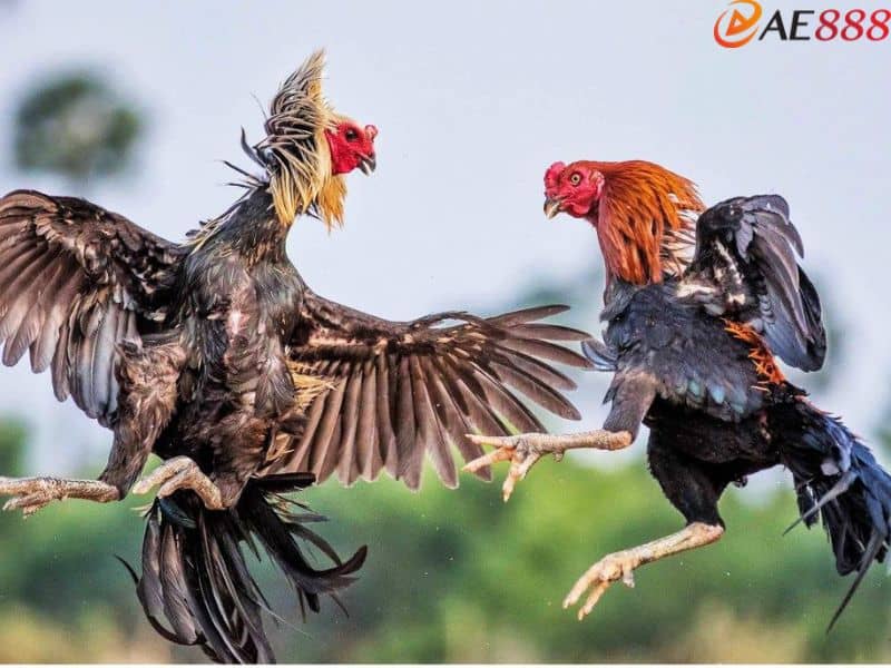 Tham khảo một vài kinh nghiệm từ sư kê lâu năm Tham khảo một vài kinh nghiệm từ sư kê lâu năm
