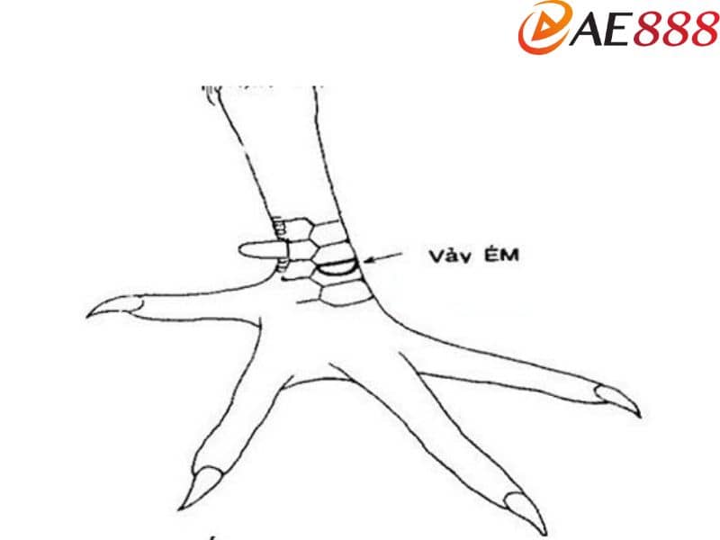 Vảy gà ém khá nhỏ nằm ngay dưới cựa gà có lối đá không tốt Vảy gà ém khá nhỏ nằm ngay dưới cựa gà có lối đá không tốt