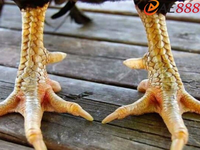 Vảy gà ngũ phủ quý hiếm là hàng vảy kéo dài một bên chân Vảy gà ngũ phủ quý hiếm là hàng vảy kéo dài một bên chân