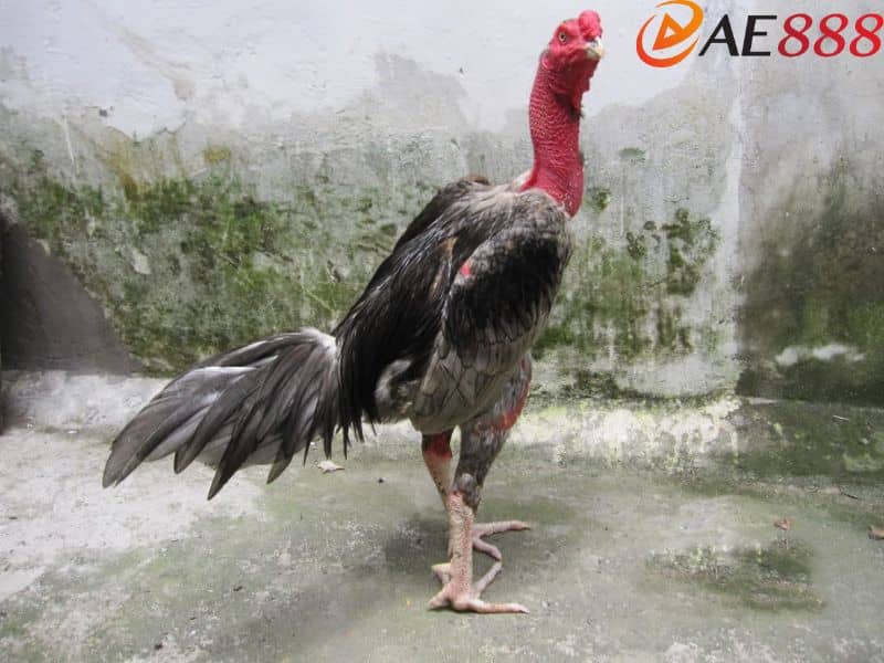 Vảy gà quý là những chiến kê sở hữu vảy độc lạ hiếm có Vảy gà quý là những chiến kê sở hữu vảy độc lạ hiếm có