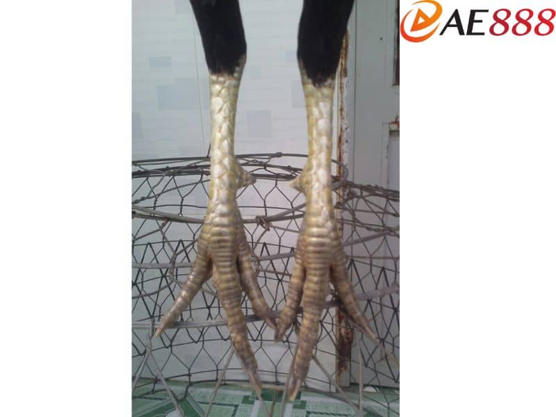 Vảy gà tài linh giáp tử chạy dài từ ngón thới lên đụng hai giáp Vảy gà tài linh giáp tử chạy dài từ ngón thới lên đụng hai giáp