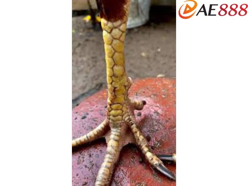 Vảy gà tam tài huyền trâm nằm giữa hàng ngoại với hàng nội Vảy gà tam tài huyền trâm nằm giữa hàng ngoại với hàng nội