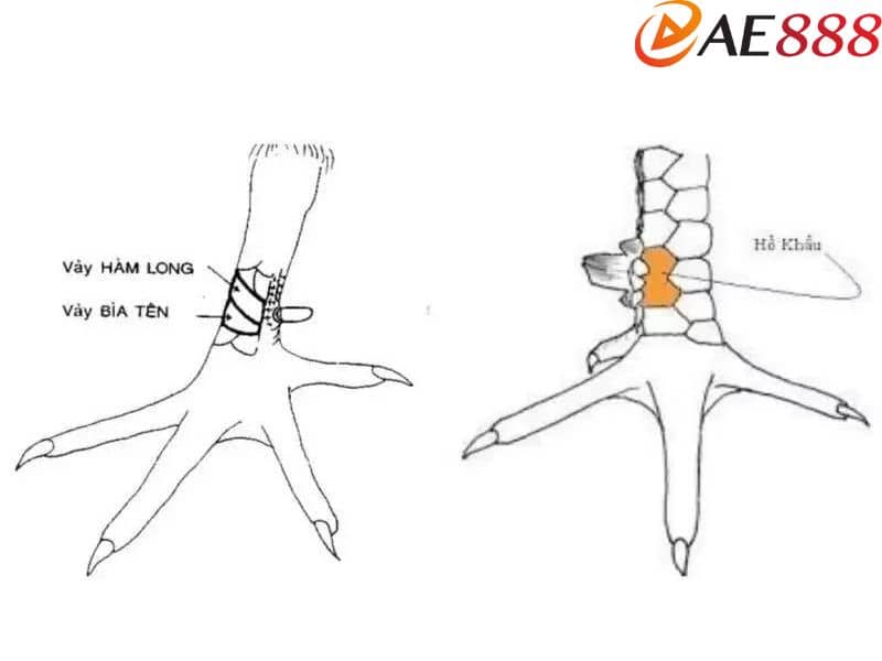 Vảy hàm long khá lớn nằm gần sát khu vực bàn chân Vảy hàm long khá lớn nằm gần sát khu vực bàn chân