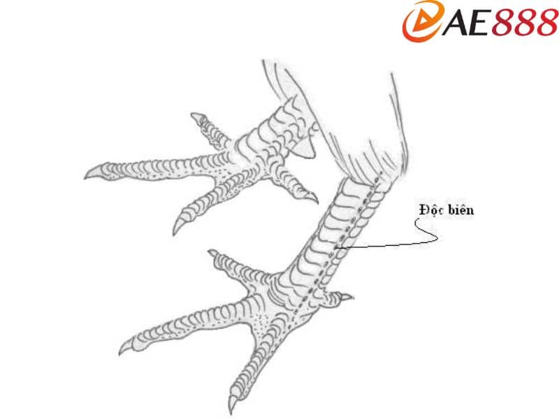 Vảy kích biên là 2 vảy dính liền liền nhau nằm ngay trên ở phần cựa Vảy kích biên là 2 vảy dính liền liền nhau nằm ngay trên ở phần cựa