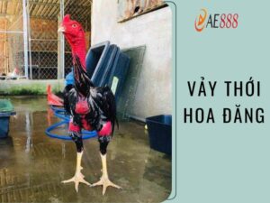 Vảy thới hoa đăng