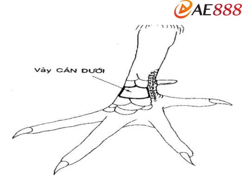 Chiến kê có vảy vấn cán dưới có đòn lối đá không tốt Chiến kê có vảy vấn cán dưới có đòn lối đá không tốt