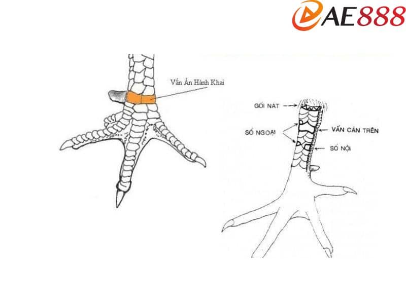 Vảy vấn cán hoành khai có một vảy lớn cuộn từ hàng nội sang hàng ngoại Vảy vấn cán hoành khai có một vảy lớn cuộn từ hàng nội sang hàng ngoại