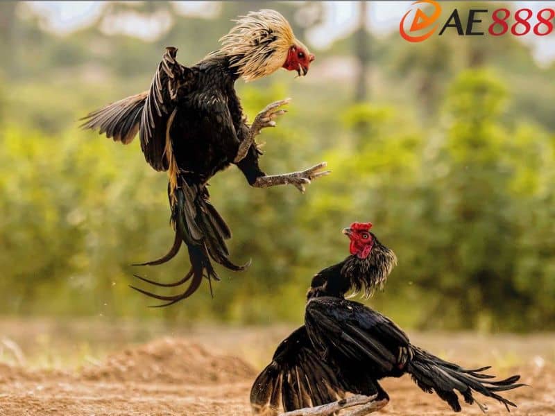 Xem đá gà dựa trên yếu tố ngũ hành Xem đá gà dựa trên yếu tố ngũ hành