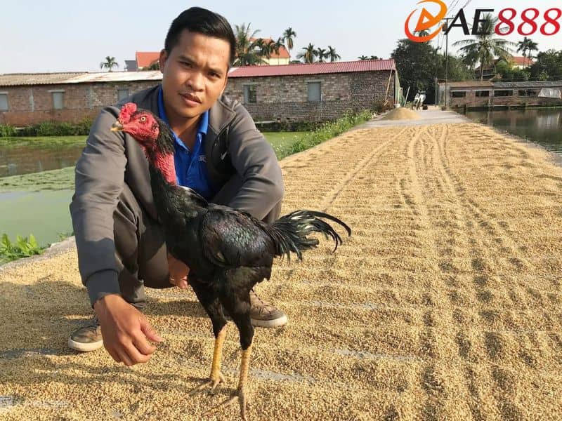 Xem ngày đá gà theo màu lông Xem ngày đá gà theo màu lông